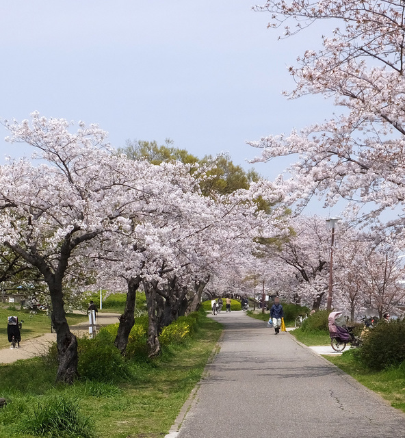 桜並木