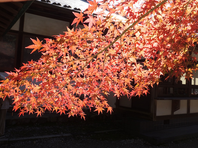 紅葉